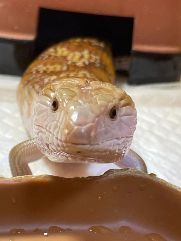 だらちゃんねる