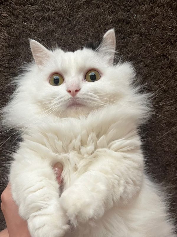 もうちゃんパパ