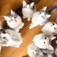 猫様のしもべ
