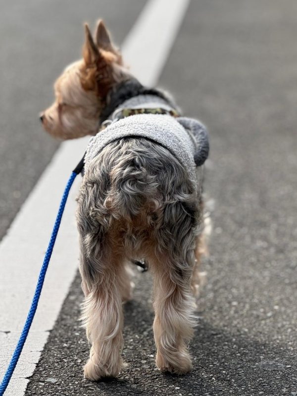 yasuと愛犬クンとの朝の散歩の配信やってます。🐶